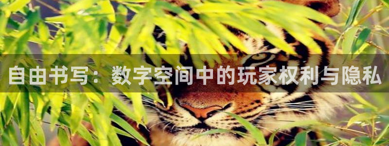 pp电子品牌服装：自由书写：数字空间中的玩家权利与隐私